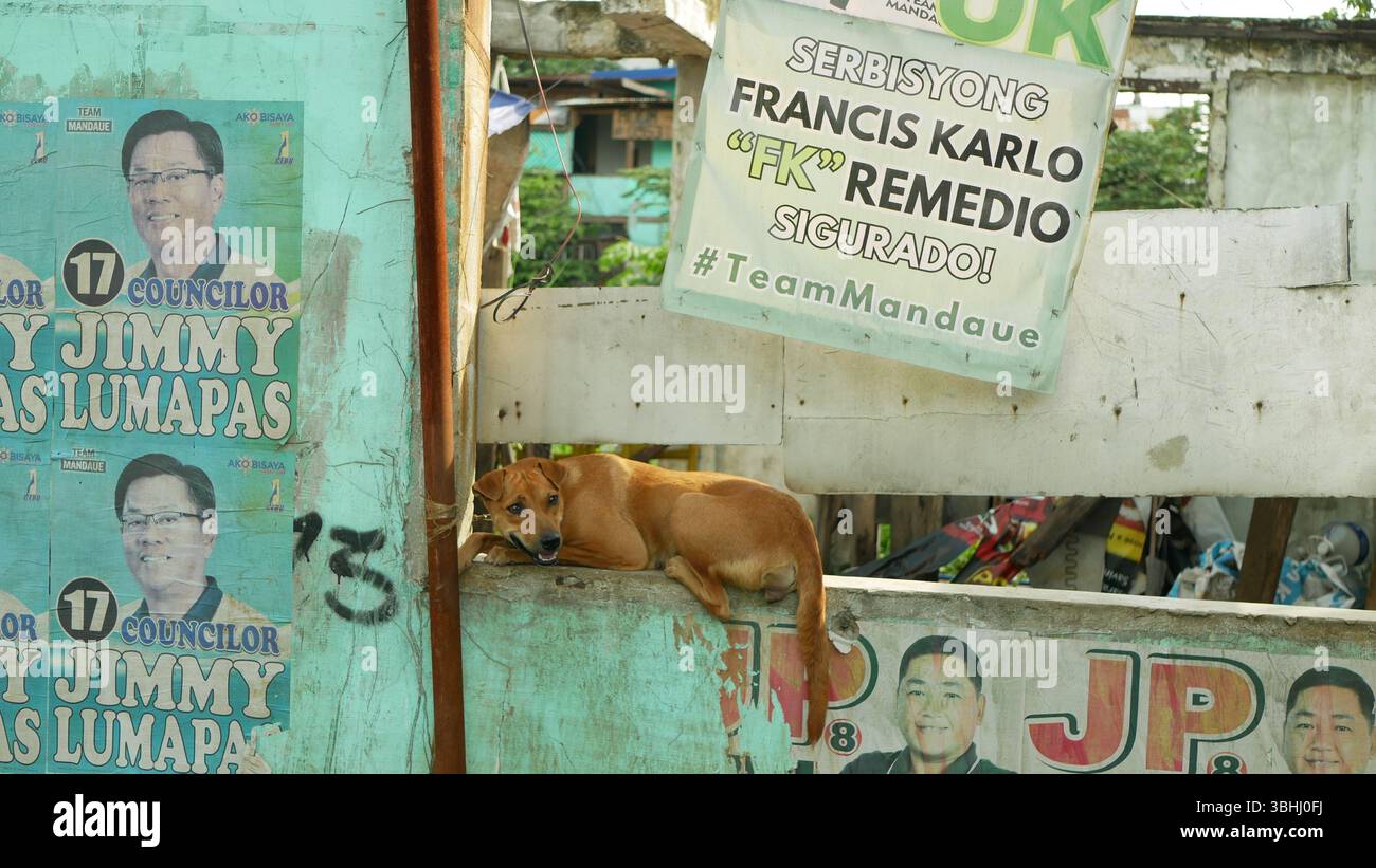 Mandaue, Philippinen, 1. Juni 2025: Philippinischer Hund lustig ausruhen heißes tropisches Klima, politische Plakate für Senatswahlen, misshandelte Tiere in der Stockfoto