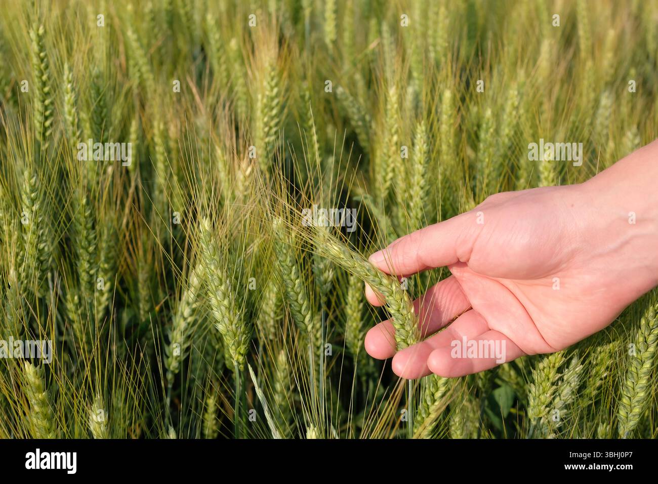Die menschliche Hand berührt grüne Weizenohren im frühen Stadium der Reifung. Landwirtschaft, nachhaltige Landwirtschaft, ökologischer Getreideanbau, ländliche Natur. Stockfoto