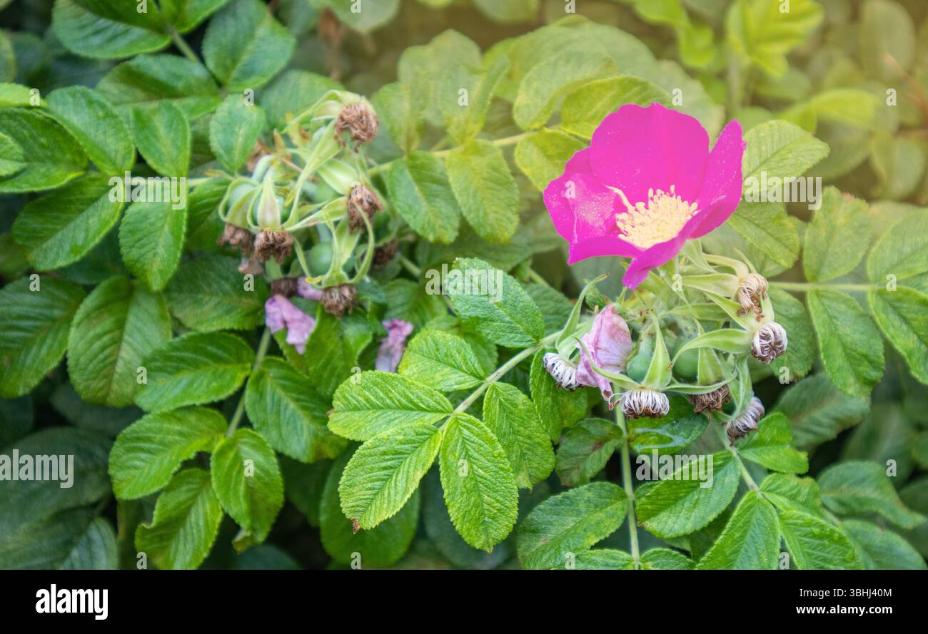 Eine einzelne rosafarbene Hagebuttenblüte mit Blättern auf einem Busch. Gartenpflanze in der Natur vor dem Hintergrund von sanftem Sonnenlicht. Stockfoto