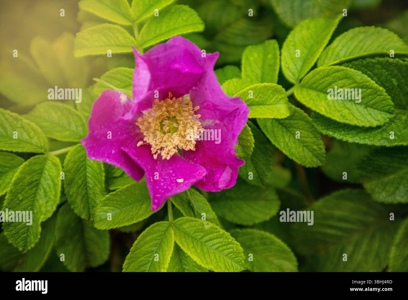 Eine einzelne rosafarbene Hagebuttenblüte mit Blättern auf einem Busch. Gartenpflanze in der Natur vor dem Hintergrund von sanftem Sonnenlicht Stockfoto