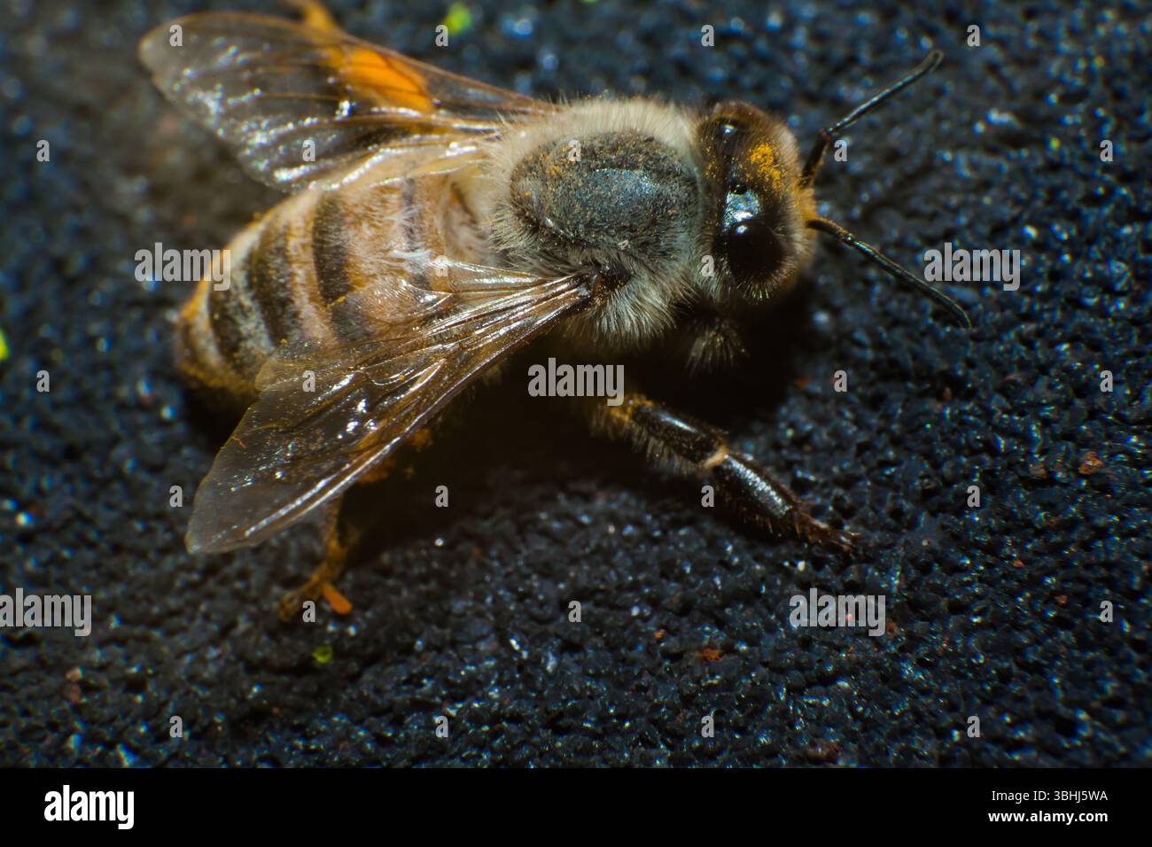 Eine Biene sitzt auf schwarzem Asphalt, Nahaufnahme. Stockfoto