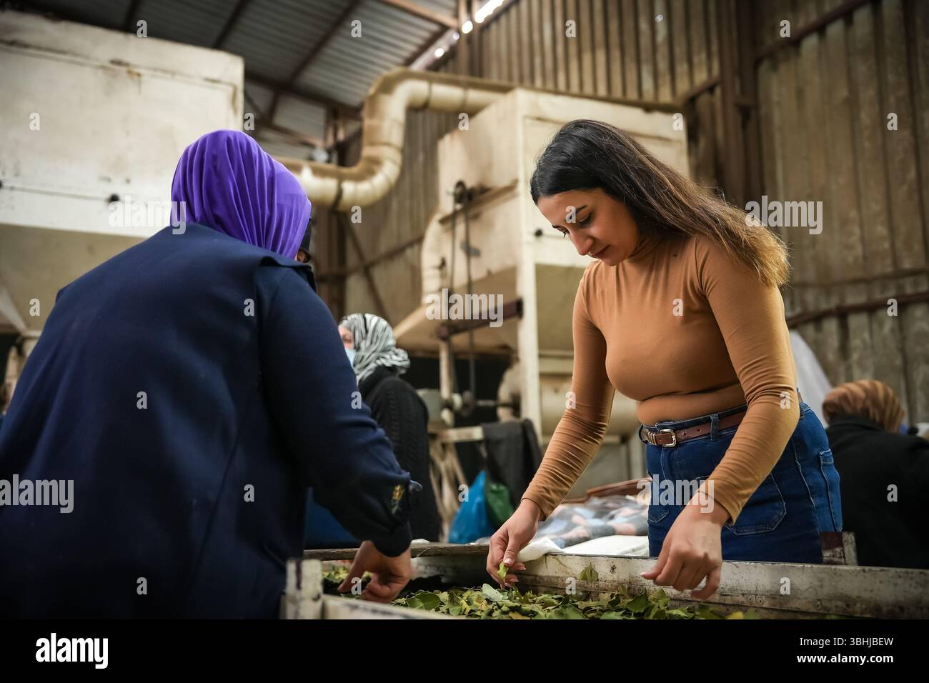 Traditionelle Kräuterverarbeitung Frauen und Männer, die mit Lorbeerblättern arbeiten. Stockfoto