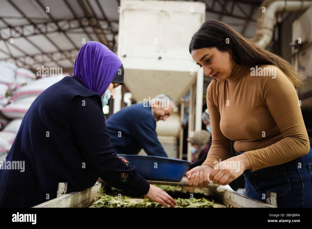 Traditionelle Kräuterverarbeitung Frauen und Männer, die mit Lorbeerblättern arbeiten. Stockfoto