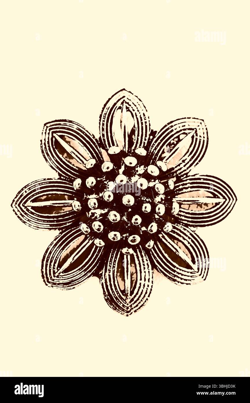Graphisches Sepiabild einer metallischen Blumenbrosche mit acht Blüten und markanten Staubblättern Stockfoto