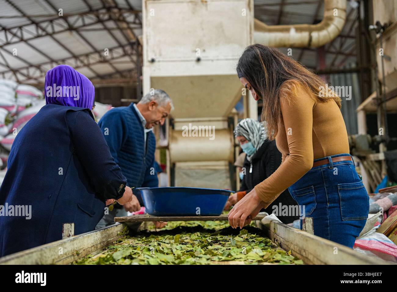 Traditionelle Kräuterverarbeitung Frauen und Männer, die mit Lorbeerblättern arbeiten. Stockfoto