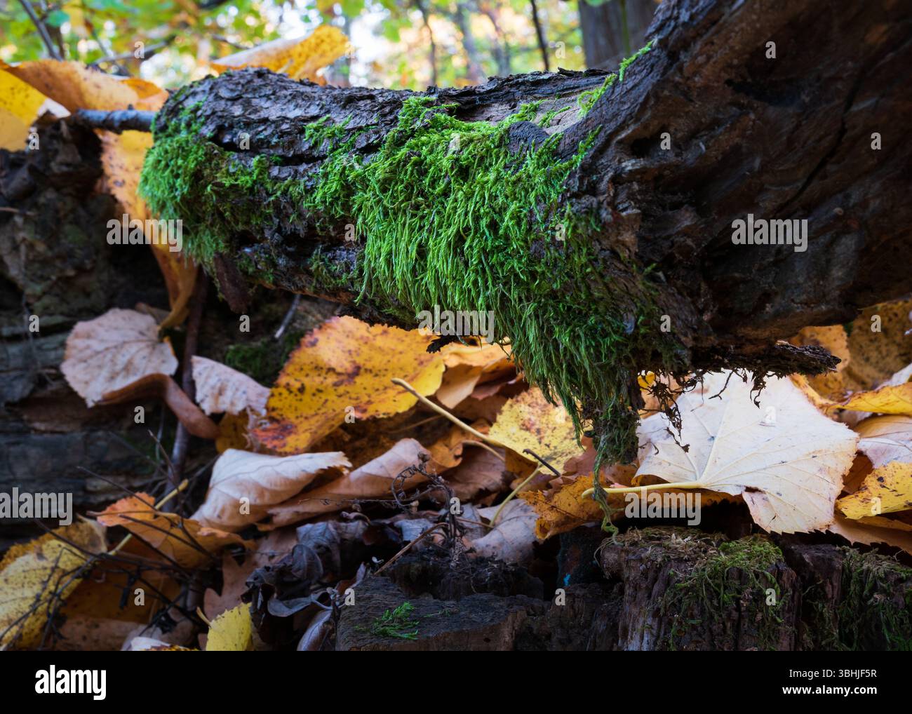 Ast eines gefallenen Baumes, der mit Moos bedeckt ist, Nahaufnahme mit trockenen Blättern im Herbst Stockfoto