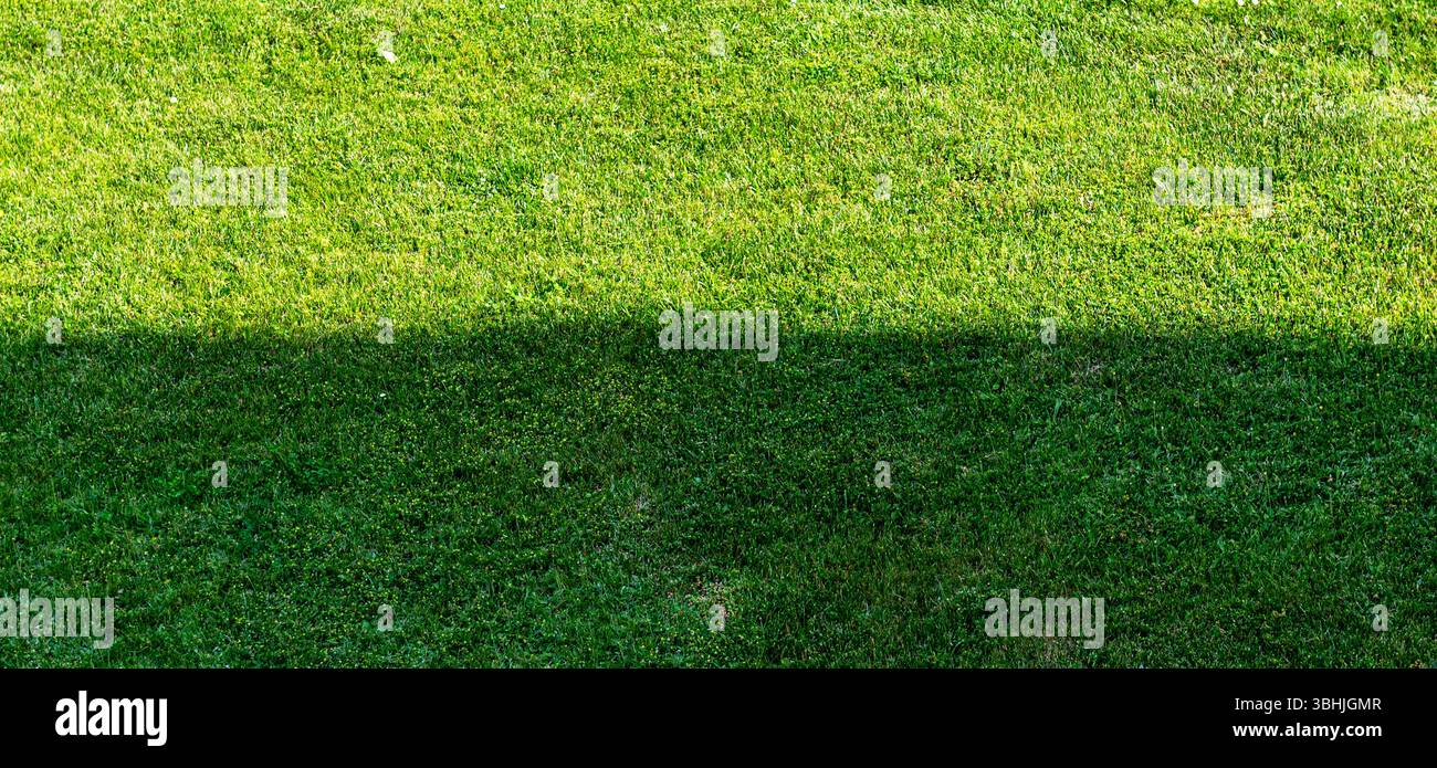 Grüner Grashintergrund geteilt durch Schatten. Gemähter Rasen, Schatten fällt auf das Gras und teilt es visuell in zwei Hälften. Bannerdesign Stockfoto