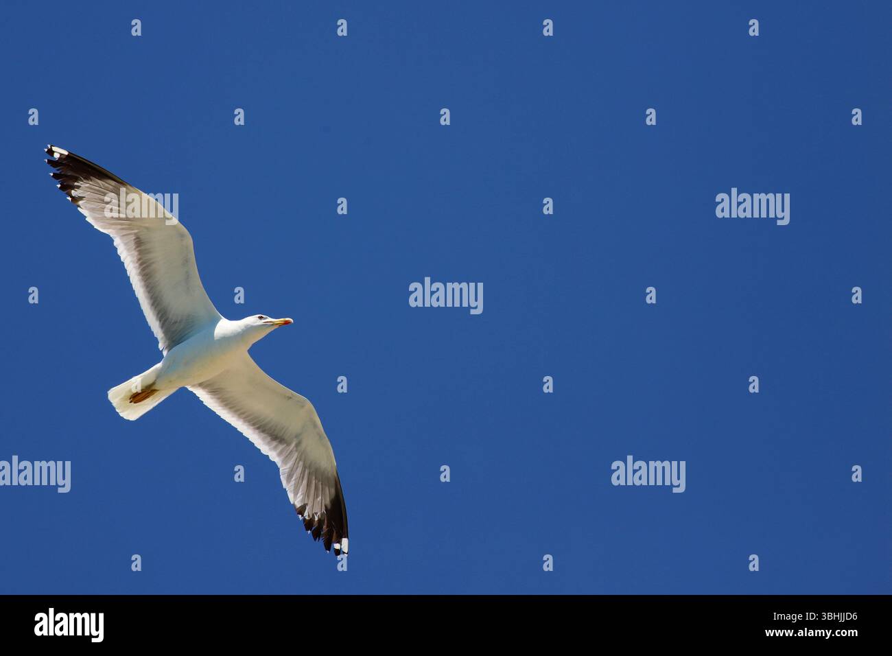 Nahaufnahme einer Möwe, die gegen tiefblauen Himmel schwingt, Flügel voll ausgestreckt, im Sonnenlicht während des Fluges über dem Mittelmeer gefangen. Stockfoto Nahaufnahme einer Möwe, die gegen tiefblauen Himmel schwingt, Flügel voll ausgestreckt, im Sonnenlicht während des Fluges über dem Mittelmeer gefangen. Stockfoto
