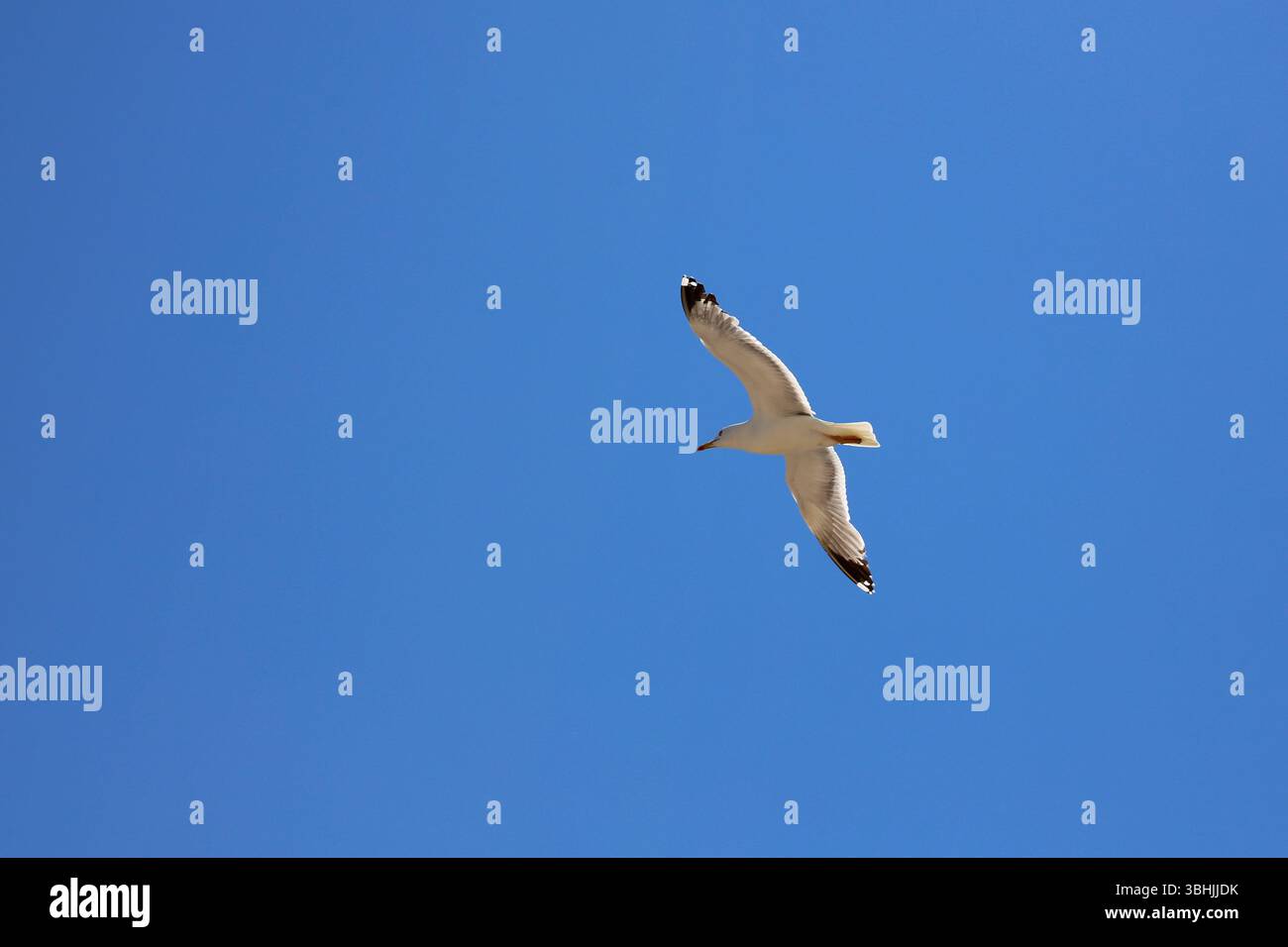 Die Möwe schwingt über den klaren blauen Himmel, die Flügel werden in anmutigem Flug ausgebreitet, minimalistische Komposition mit lebendigem natürlichem Licht. Stockfoto