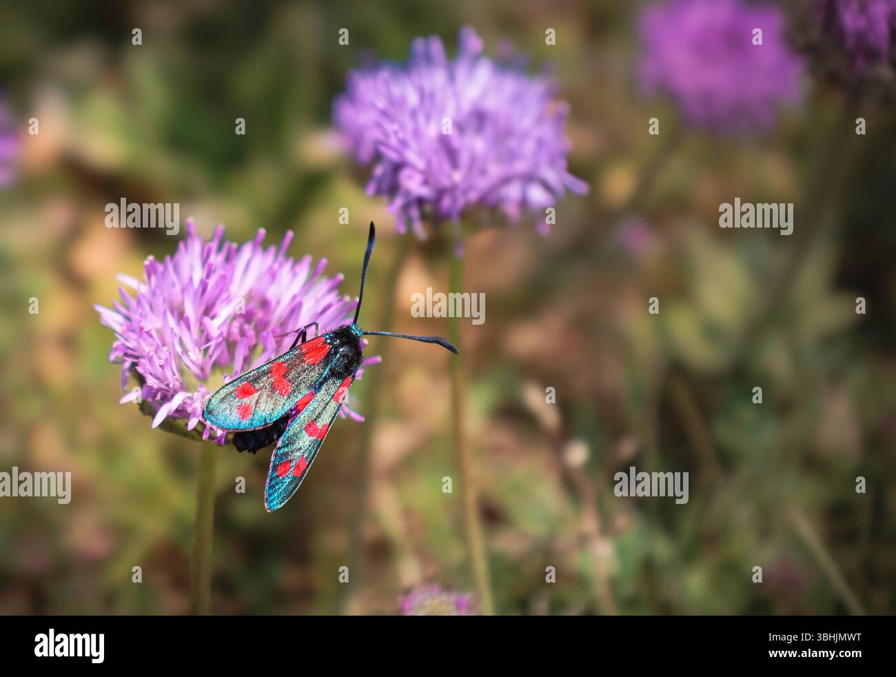 6-fleckiger burnet Moth (Zygaena filipendulae) Nahaufnahme, Fütterung an wilden Sea Pink oder Thrift Blume, Cornwall, England, Vereinigtes Königreich, Vereinigtes Königreich Stockfoto