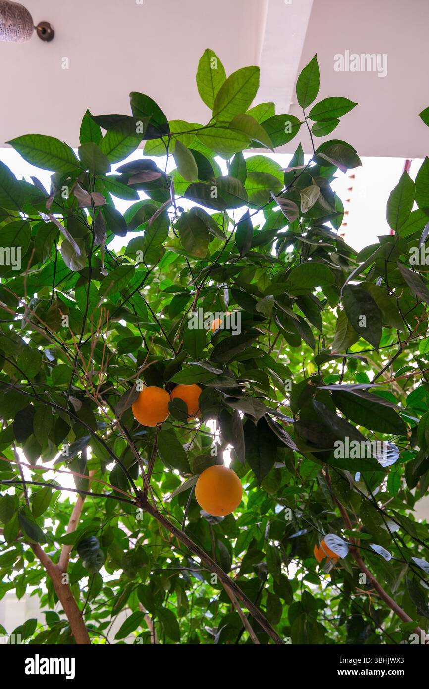 Ein marokkanischer Orangenbaum mit Reifen Früchten. Stockfoto