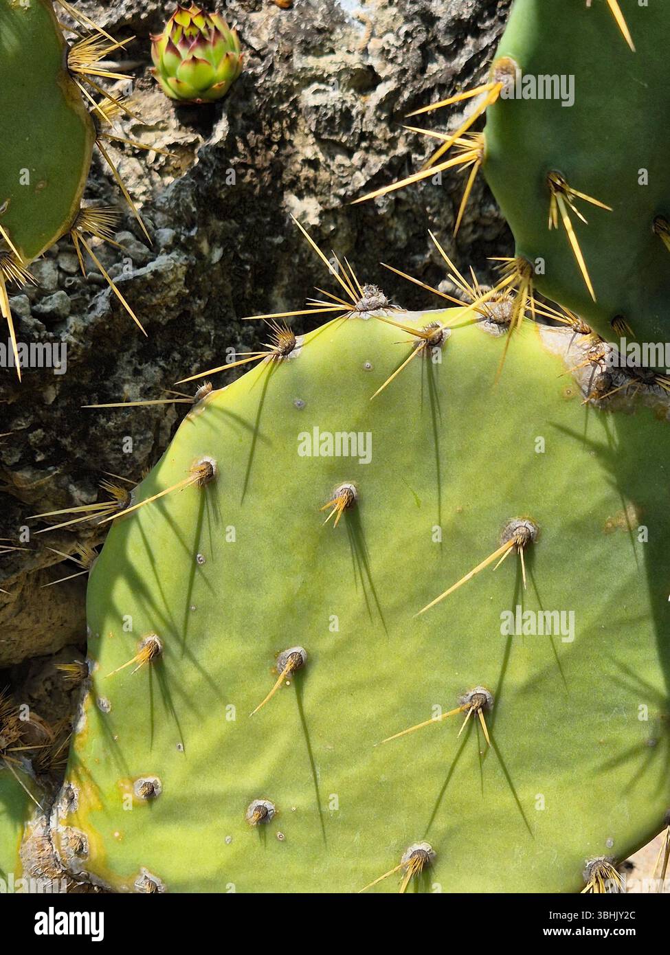 Feigenkaktus aus nächster Nähe. Nahaufnahme flacher, fleischiger, ovaler Stiele, die mit zahlreichen Stacheln bedeckt sind Stockfoto