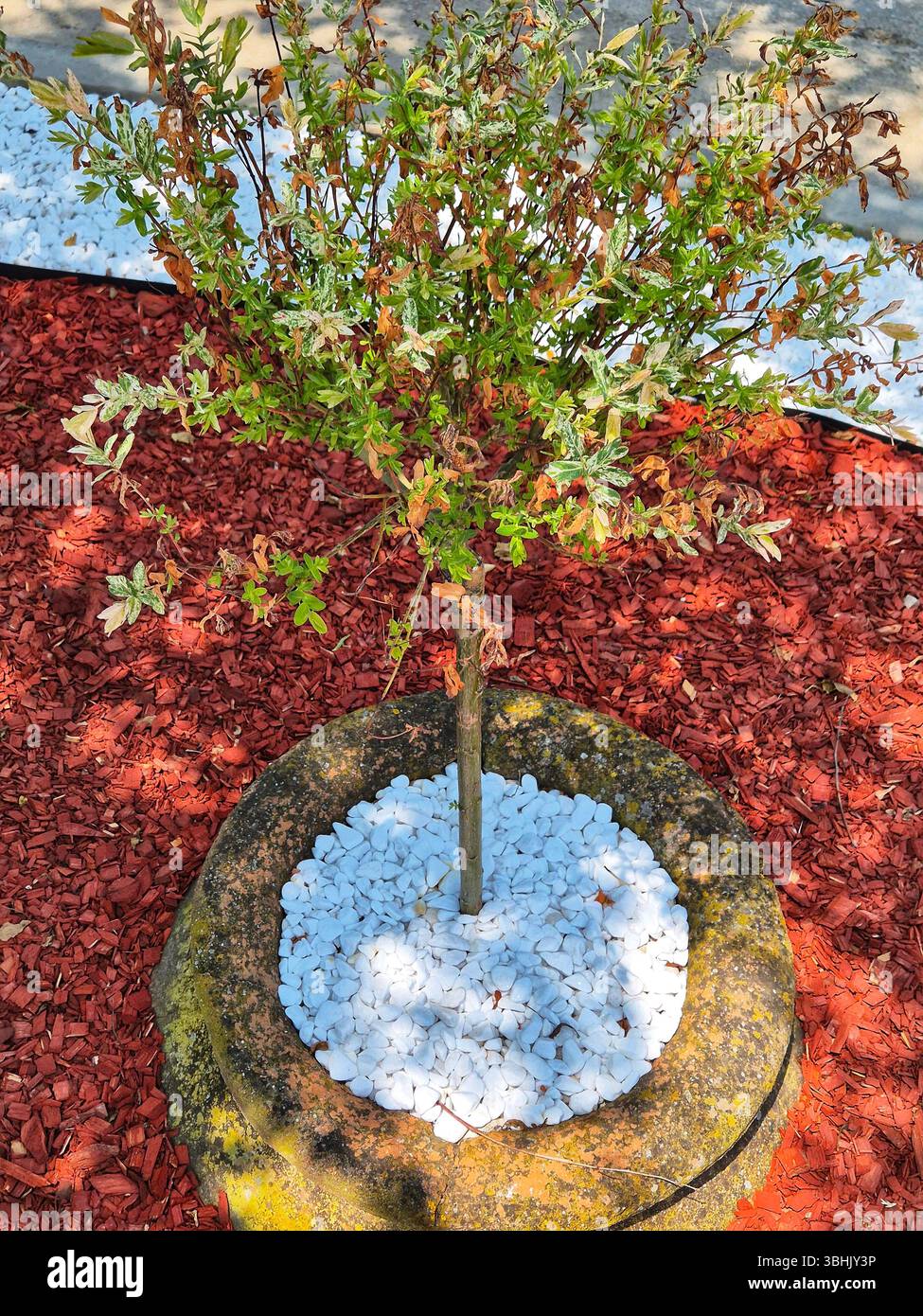 Dekorative Dekoration für Blumen und Garten. Wunderschönes Blumenbeet. Dekorative weiße Kieselsteine - Smartphone-aufgenommenes Stockfoto