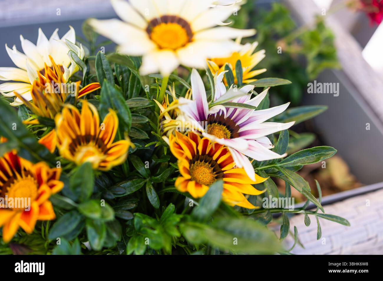 Gelbe Gazania oder Schatzblume in voller Blüte, Gazania rigens splendens. Kopierbereich Stockfoto
