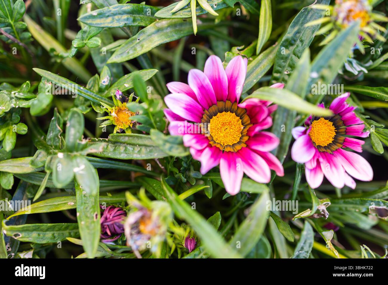 Gelbe Gazania oder Schatzblume in voller Blüte, Gazania rigens splendens. Kopierbereich Stockfoto