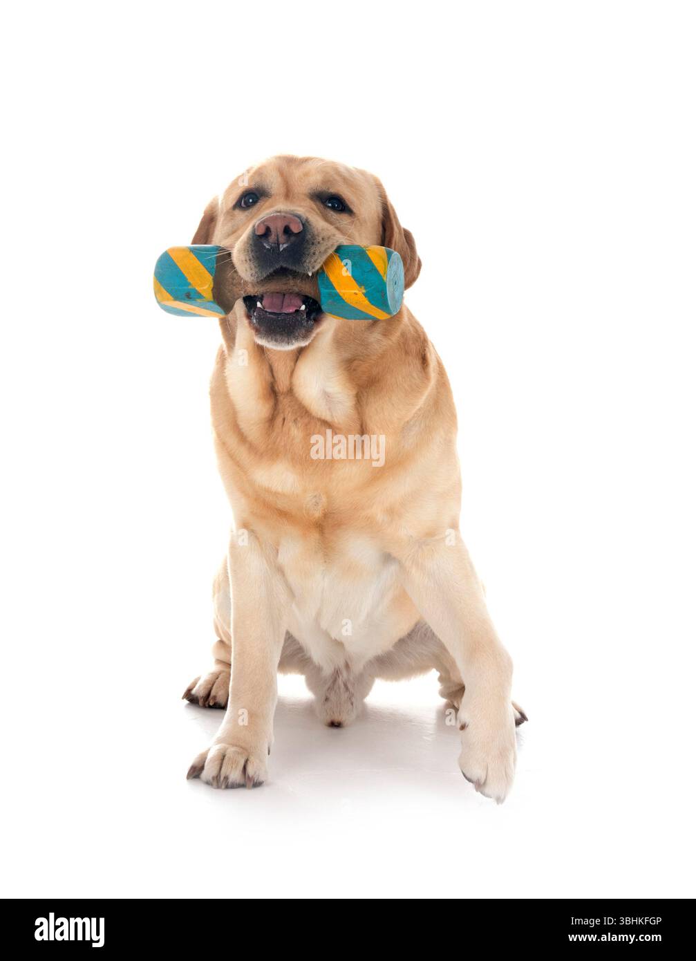 labrador Retriever für Erwachsene vor weißem Hintergrund Stockfoto
