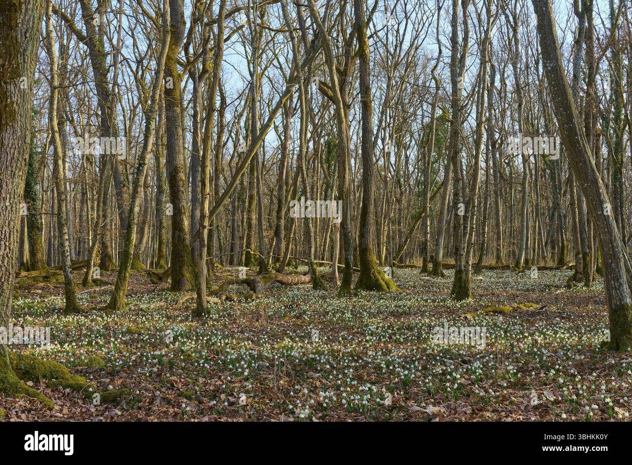 Ein ruhiger Wald mit feinen Blumenteppichen darunter, im Zeichen des Frühlingswechsels, Sodenberg, Hammelburg, Rhoen, Bayern, Deutschland, Europa Stockfoto
