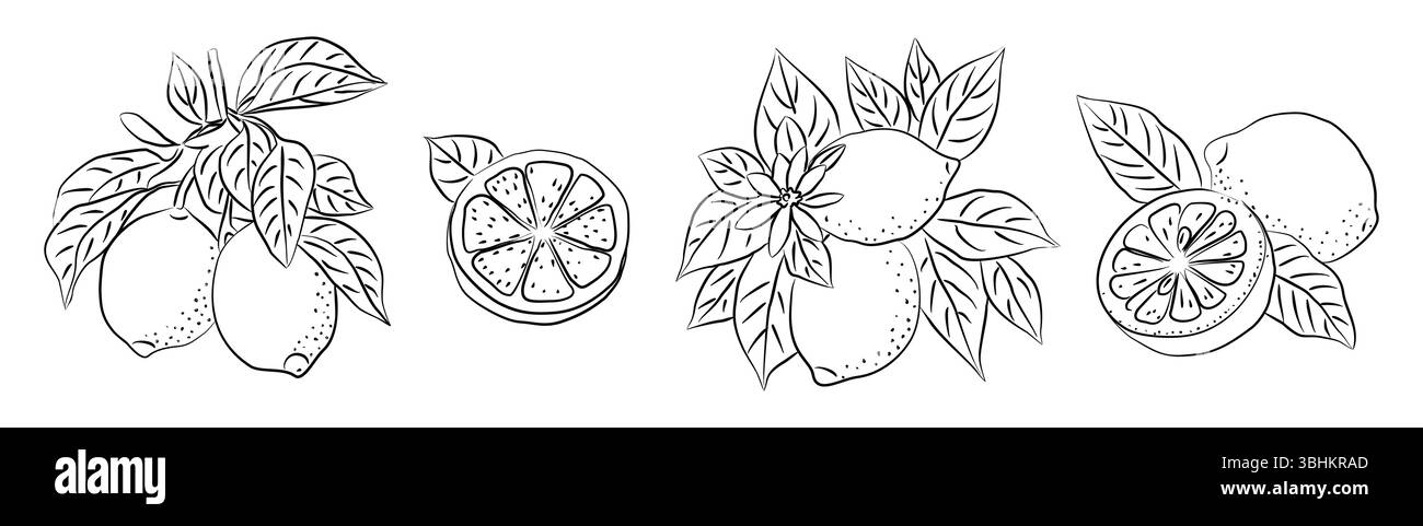 Handgezogene Zitrone mit ganzen, halben Früchten Stock Vektor