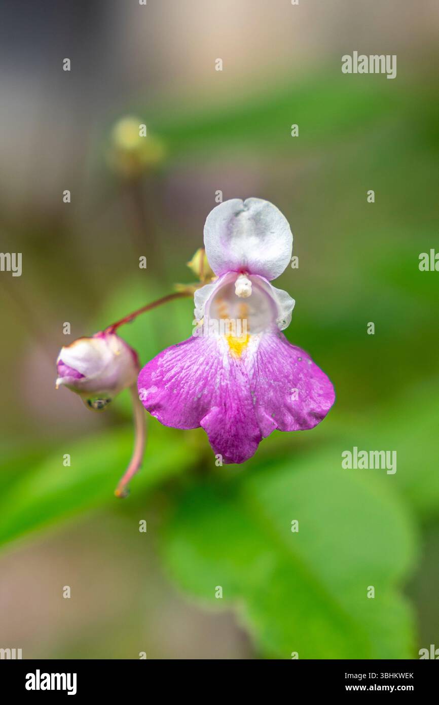 Pink Balfour Touch Me Not Blume mit zarten Blütenblättern, die in natürlicher Gartenumgebung mit weichem grünem Hintergrund blühen Stockfoto