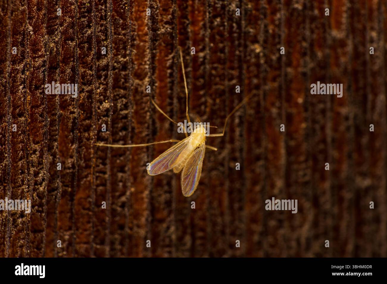 Uodas Unterfamilie Nematocera Moskito wilde Natur Insekten Fotografie, Bild, Tapete Stockfoto