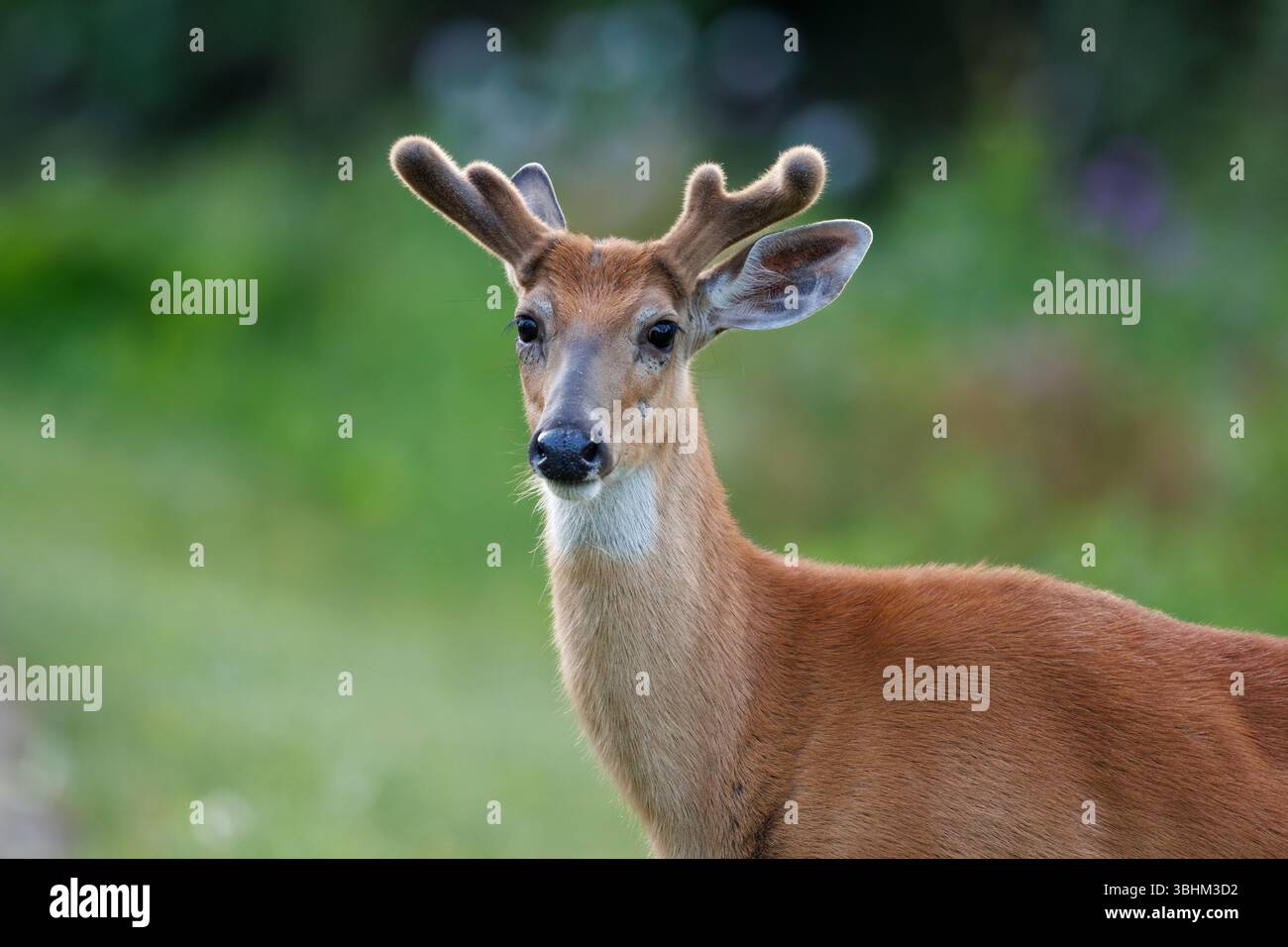 Weißschwanzhirsche in Samt Stockfoto