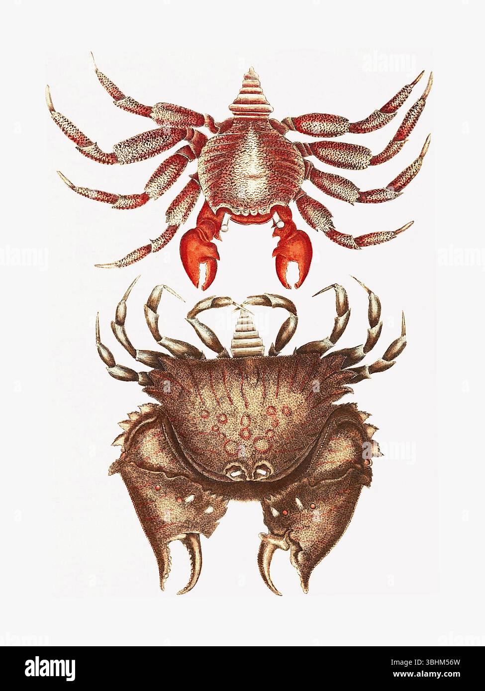 Mark Catesby - Red Rock Crab and Box Crab - Platte 36 aus Band II - die Naturgeschichte von Carolina, Florida und den Bahama-Inseln - 1731 Stockfoto