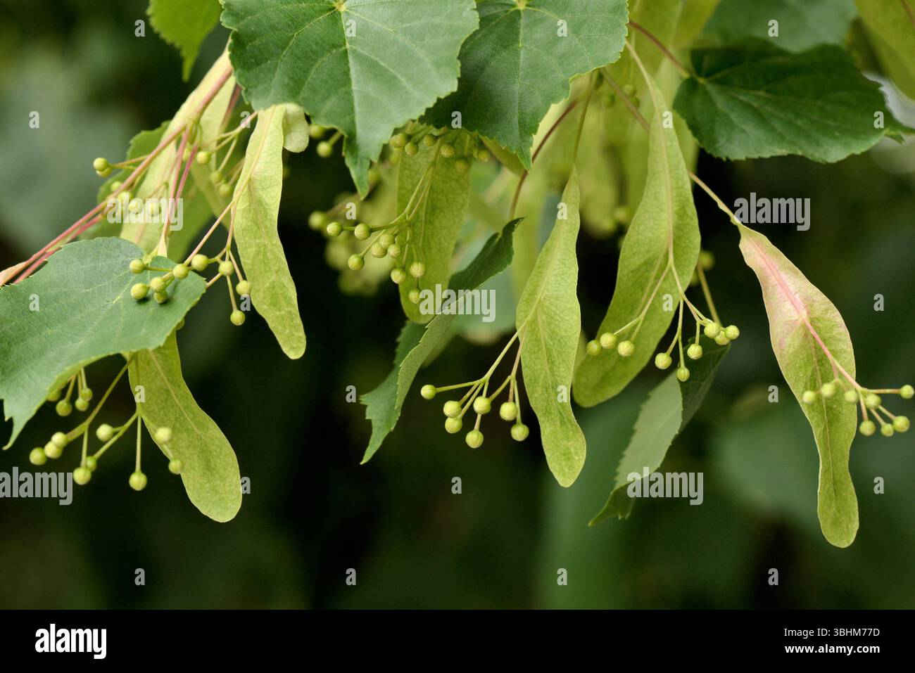 Nahaufnahme von Frühstadien-Blütenknospen der europäischen Linde (Tilia x europaea L.) vor der Infloreszenzentstehung im Frühjahr Stockfoto