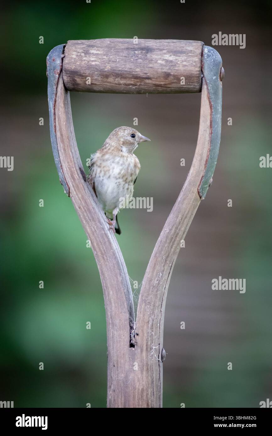 Junger Goldfinch sitzt am Griff einer Gartengabel, Großbritannien Stockfoto