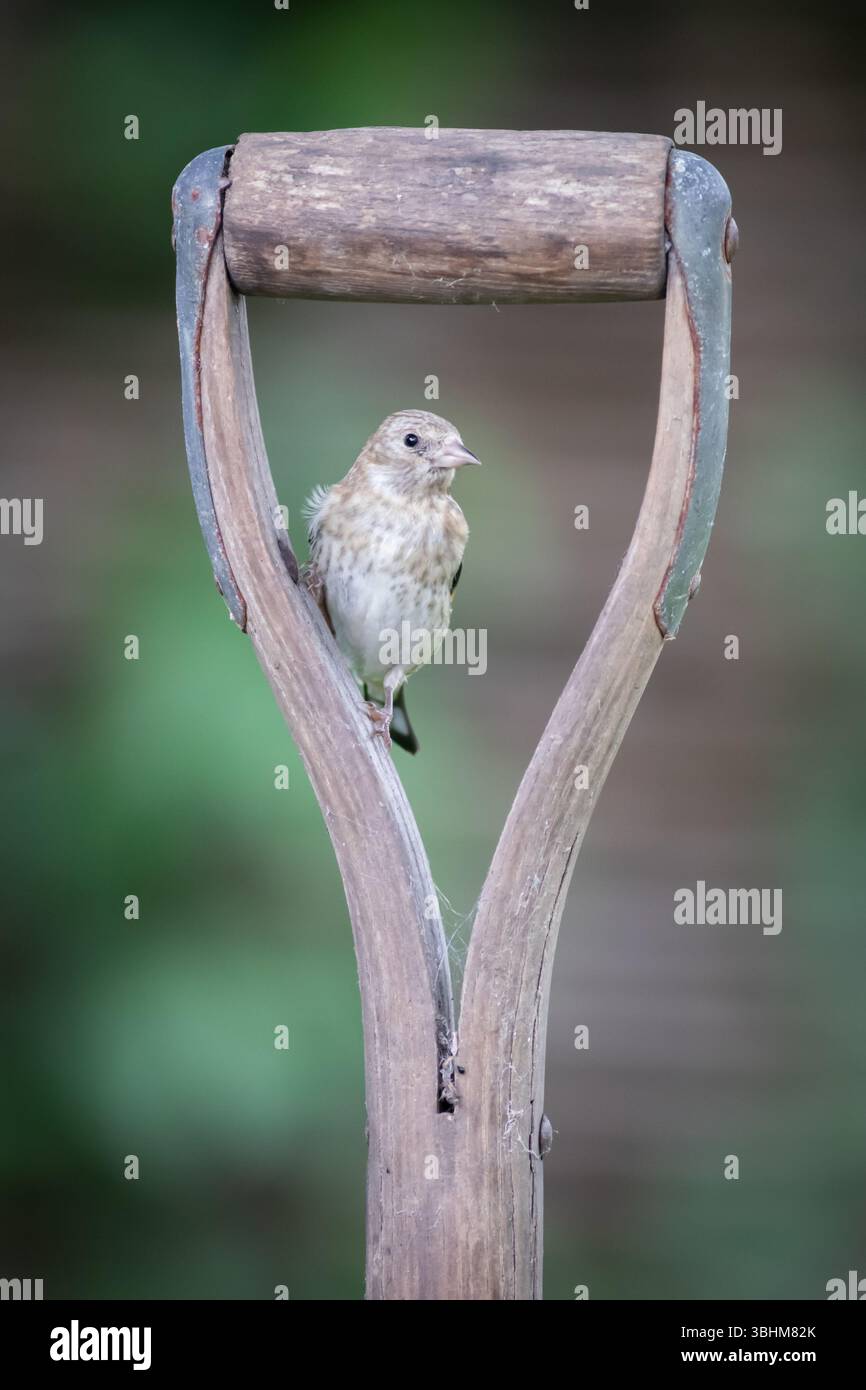 Junger Goldfinch sitzt am Griff einer Gartengabel, Großbritannien Stockfoto