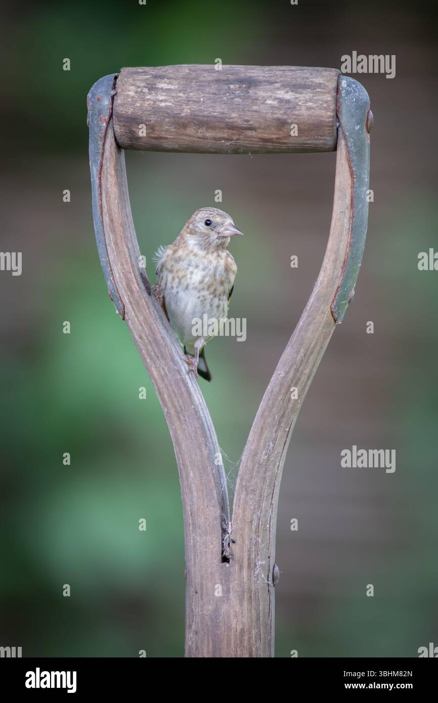 Junger Goldfinch sitzt am Griff einer Gartengabel, Großbritannien Stockfoto