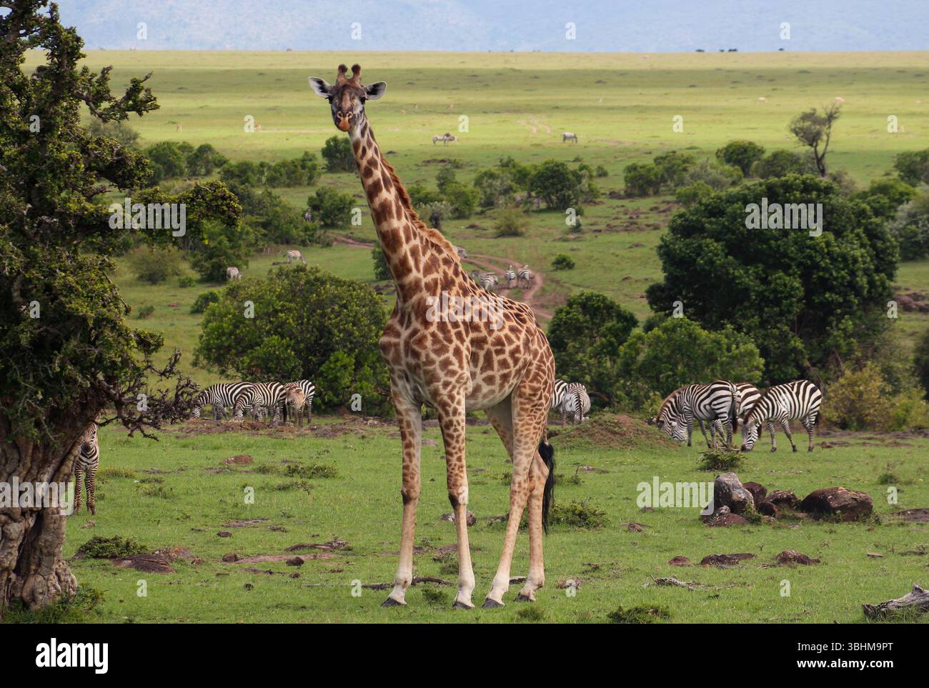 Einzelne Giraffe nach vorne mit mehreren Zebras im Hintergrund. Die Ebenen der Masai Mara in Kenia, Afrika, verblassen in der Ferne. Stockfoto