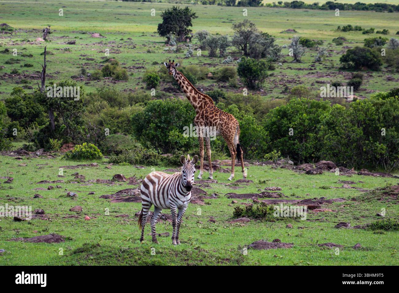 Zebra blickt nach vorne und Giraffe im Profil dreht den Kopf. Beide sind in Anwesenheit von Personen in Alarmbereitschaft. Stockfoto
