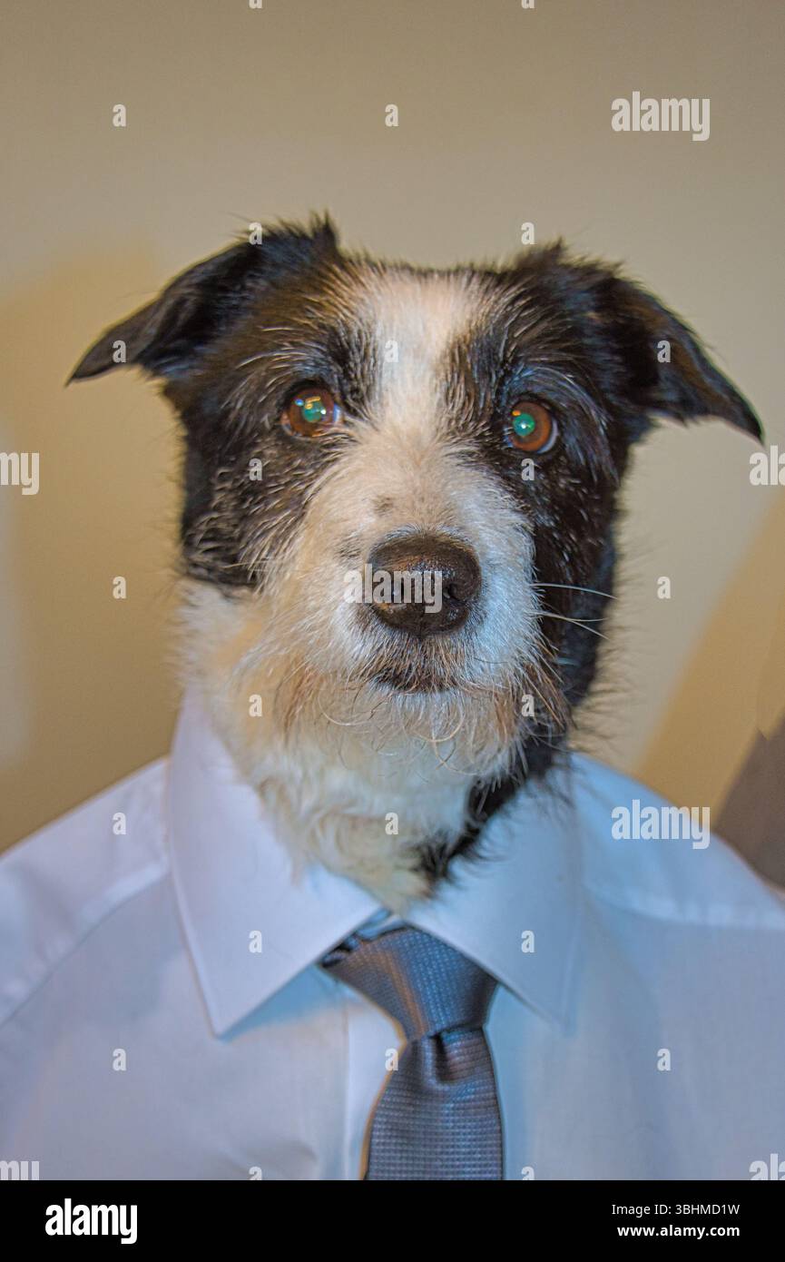 Selbstbewusster Business Dog in Anzug Stockfoto