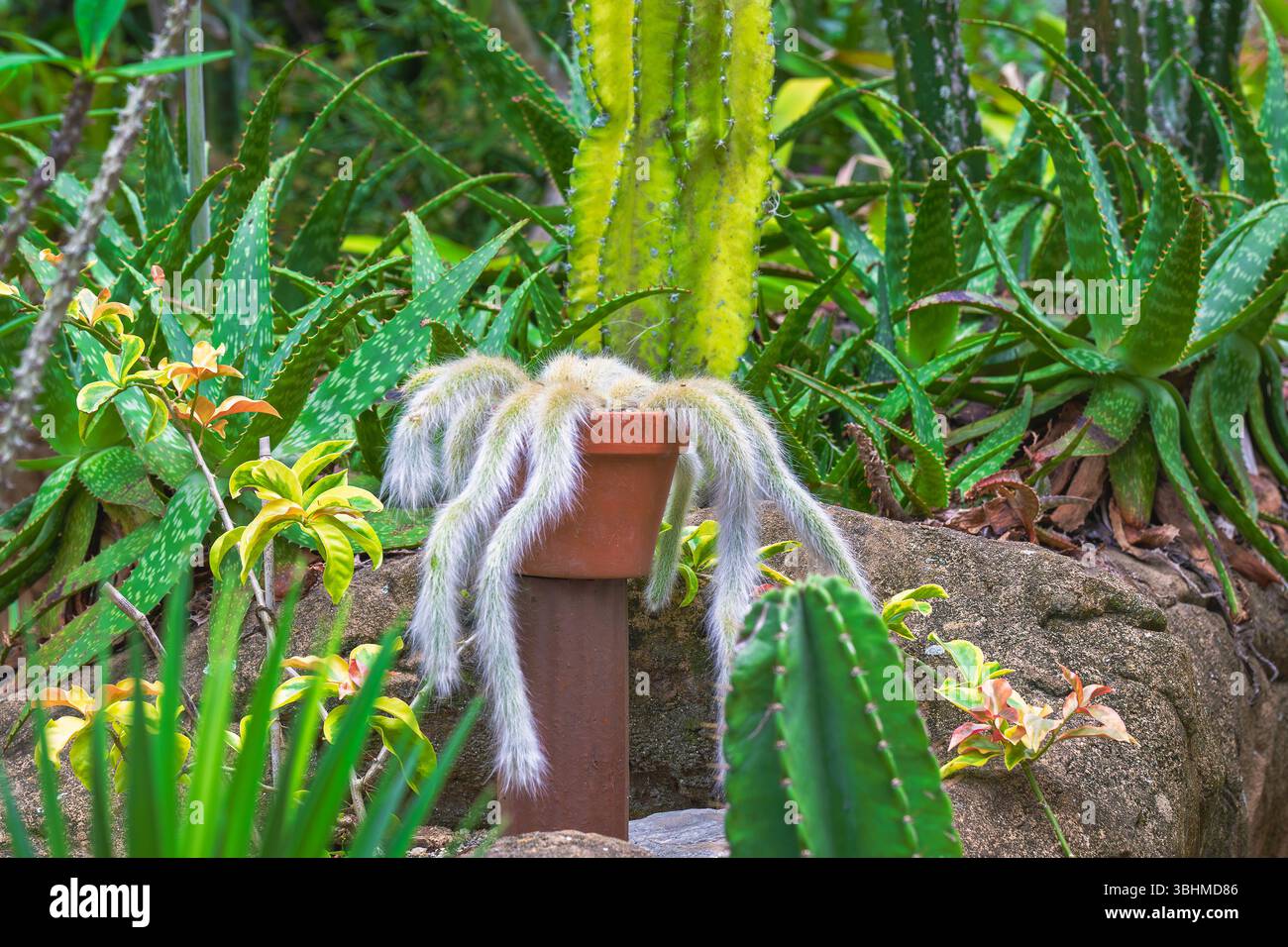 Affen-Schwanz-Kaktus-Pflanze in Blte Stockfotografie - Alamy