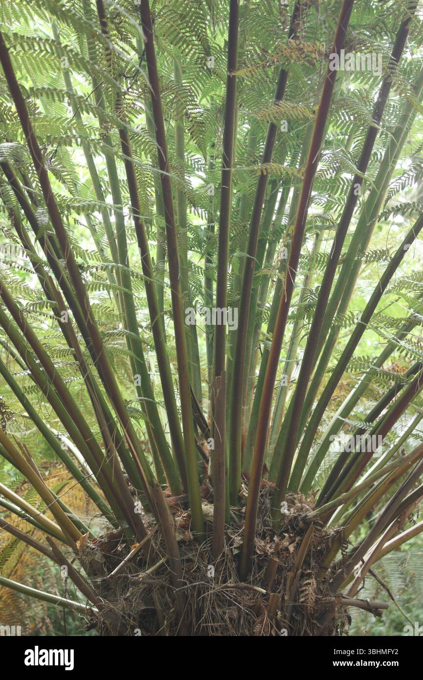Baumfarn in den botanischen Gärten von Portmeirion in Wales Stockfoto