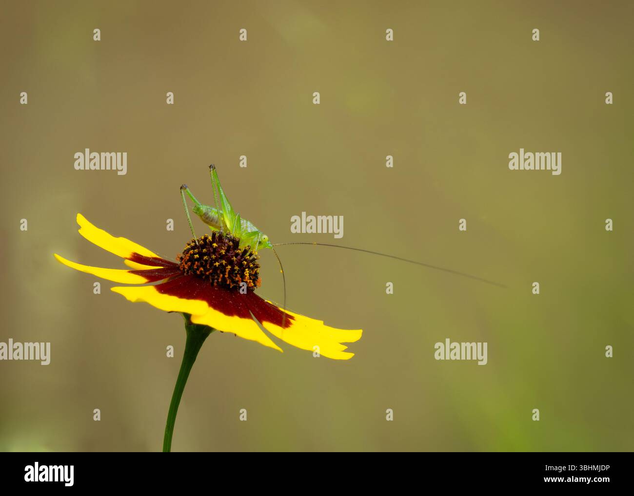 Nahaufnahme eines Katydid auf einer Kalliopsis-Blume mit gelben Blütenblättern und rostigem rotem Zentrum. Fotografiert in Texas. Stockfoto