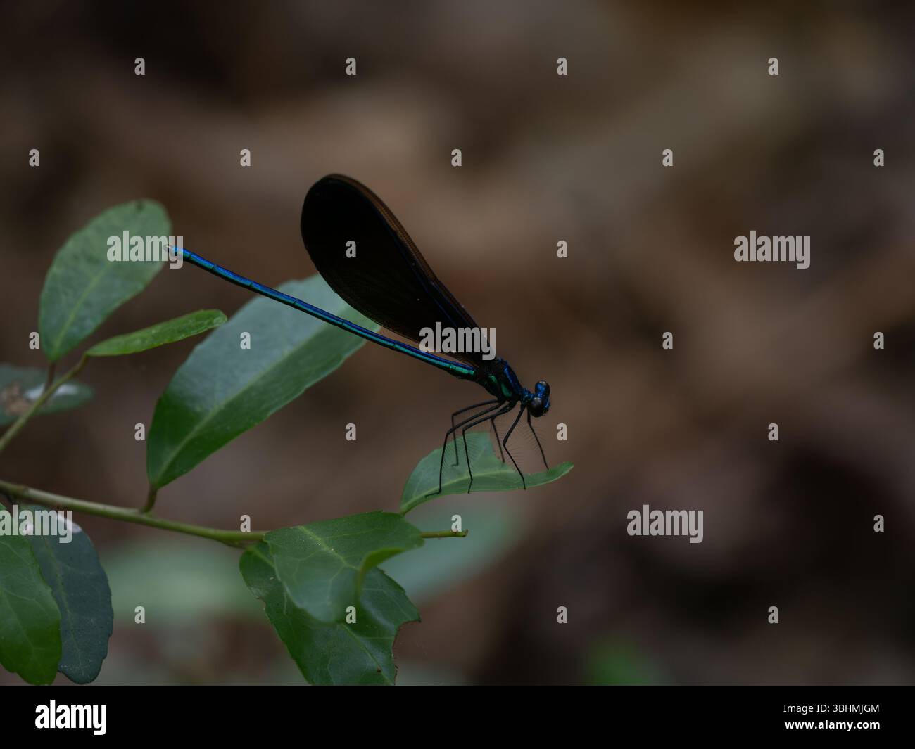 Wunderschöne Ebenholzschmuck-Libelle oder Calopteryx maculata, die auf einem teilweise gegessen grünen Blatt thront. Fotografiert mit geringer Schärfentiefe in W. Stockfoto