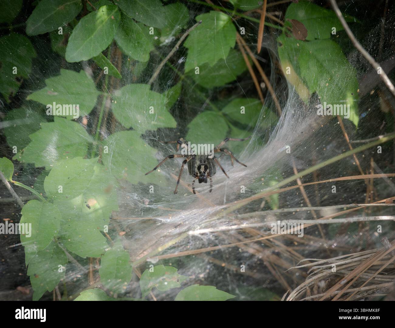 Trichterweber oder Trichterwebspinne in ihrem Netz, das zur Kamera zeigt. Fotografiert mit geringer Schärfentiefe im W. G. Jones State Forest in Conroe, Stockfoto