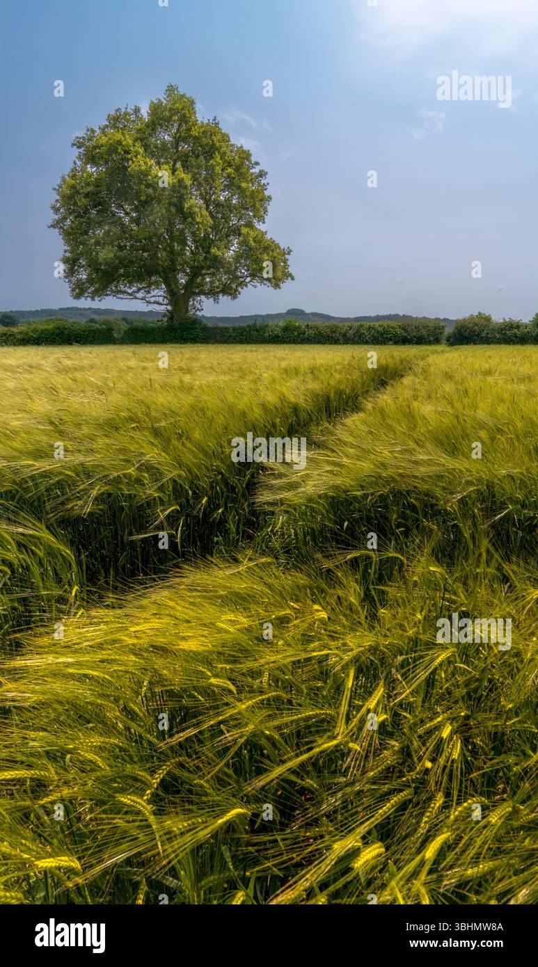 Golden Barley Field unter einem Sommerhimmel in East Sussex Country Stockfoto