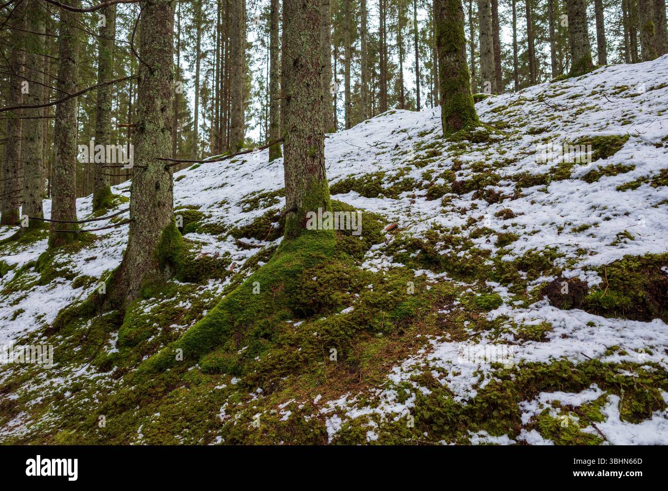 Eine beschauliche schwedische Waldszene mit moosbedeckten Baumstämmen, verbliebenen Schneeflächen und üppigem grünem Moos auf einem Hügel. Stockfoto