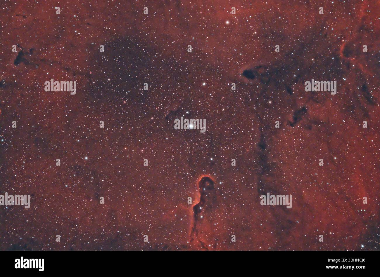 Elefanten-Stammnebel (IC 1396A) eine Konzentration von interstellarem Gasstaub innerhalb der viel größeren ionisierten Gasregion IC 1396, Konstellation Cepheus Stockfoto