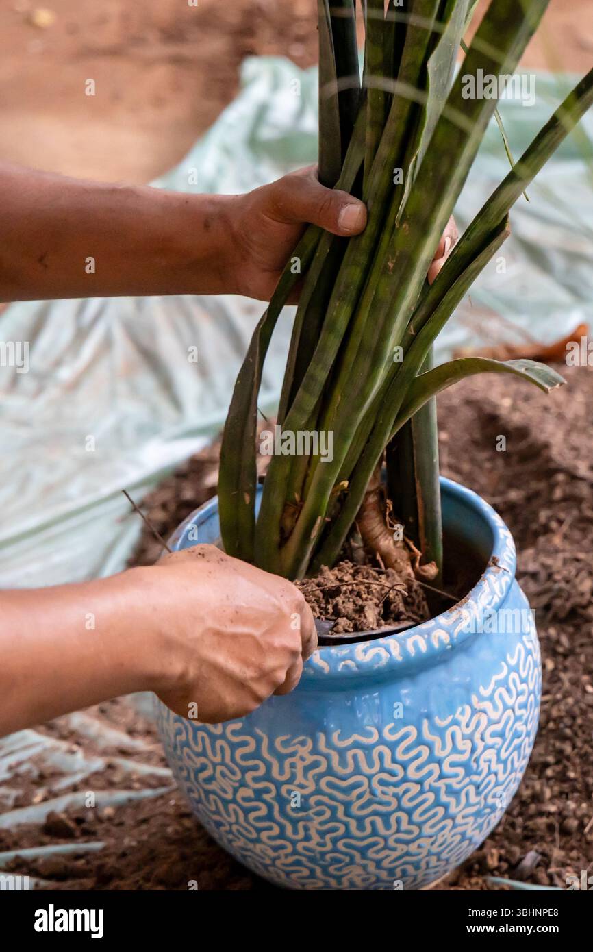Frische Schlangenpflanze, die im Garten im Freien in einen neuen Topf mit organischem Boden umgetopft wird Stockfoto