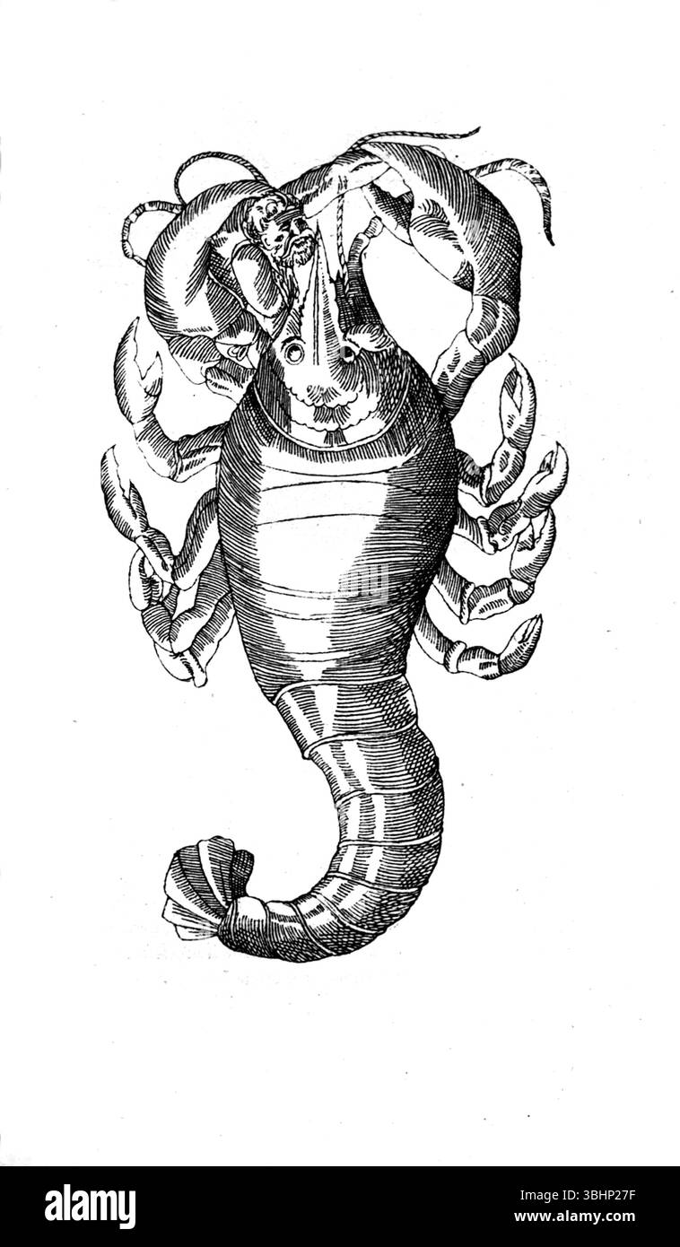 John Ashton - Ein Polyp verschlingt einen Sailor - neugierige Kreaturen in Zoologie - 1890 Stockfoto