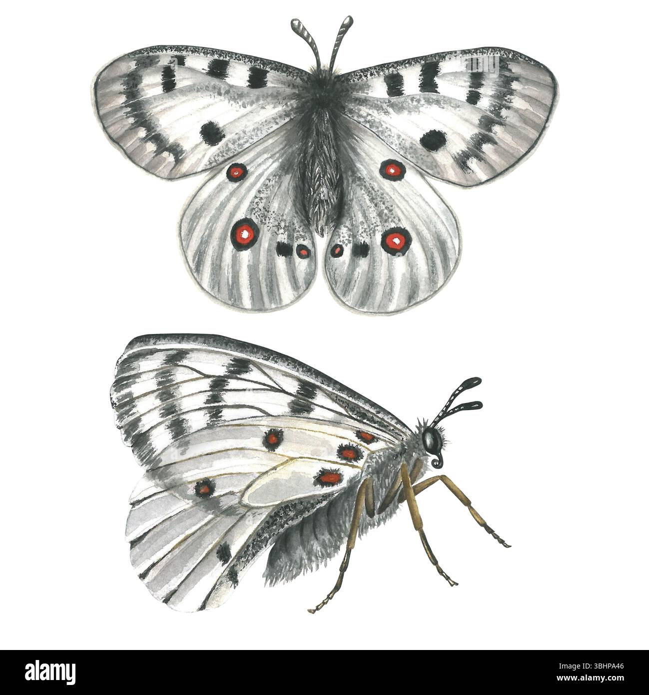 Weißer Schmetterling in verschiedenen Winkeln apollo Aquarellabbildung isoliert auf weißem Hintergrund Stockfoto