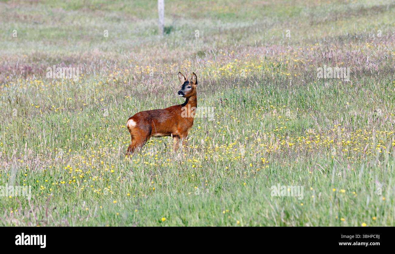 Weibliches Reh auf einer Wiese Stockfoto