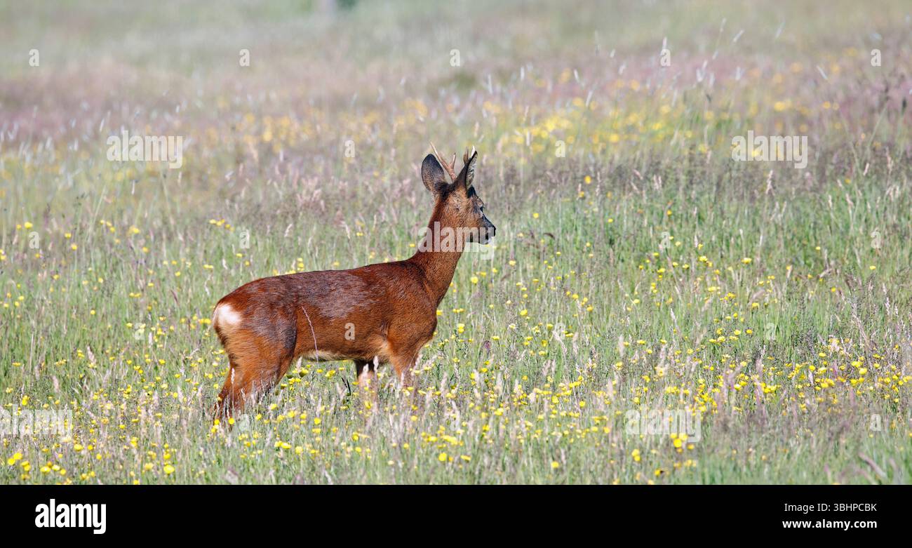 Weibliches Reh auf einer Wiese Stockfoto