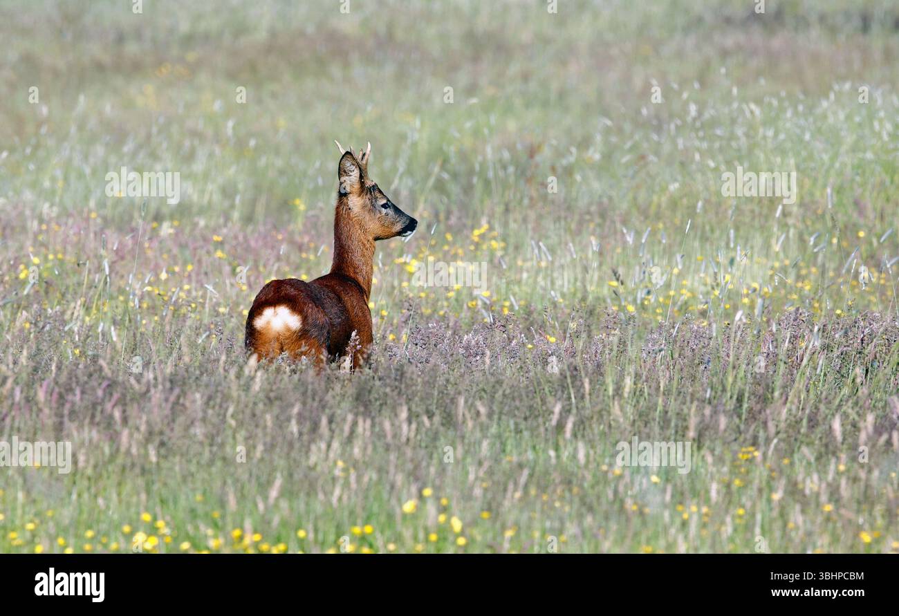 Weibliches Reh auf einer Wiese Stockfoto