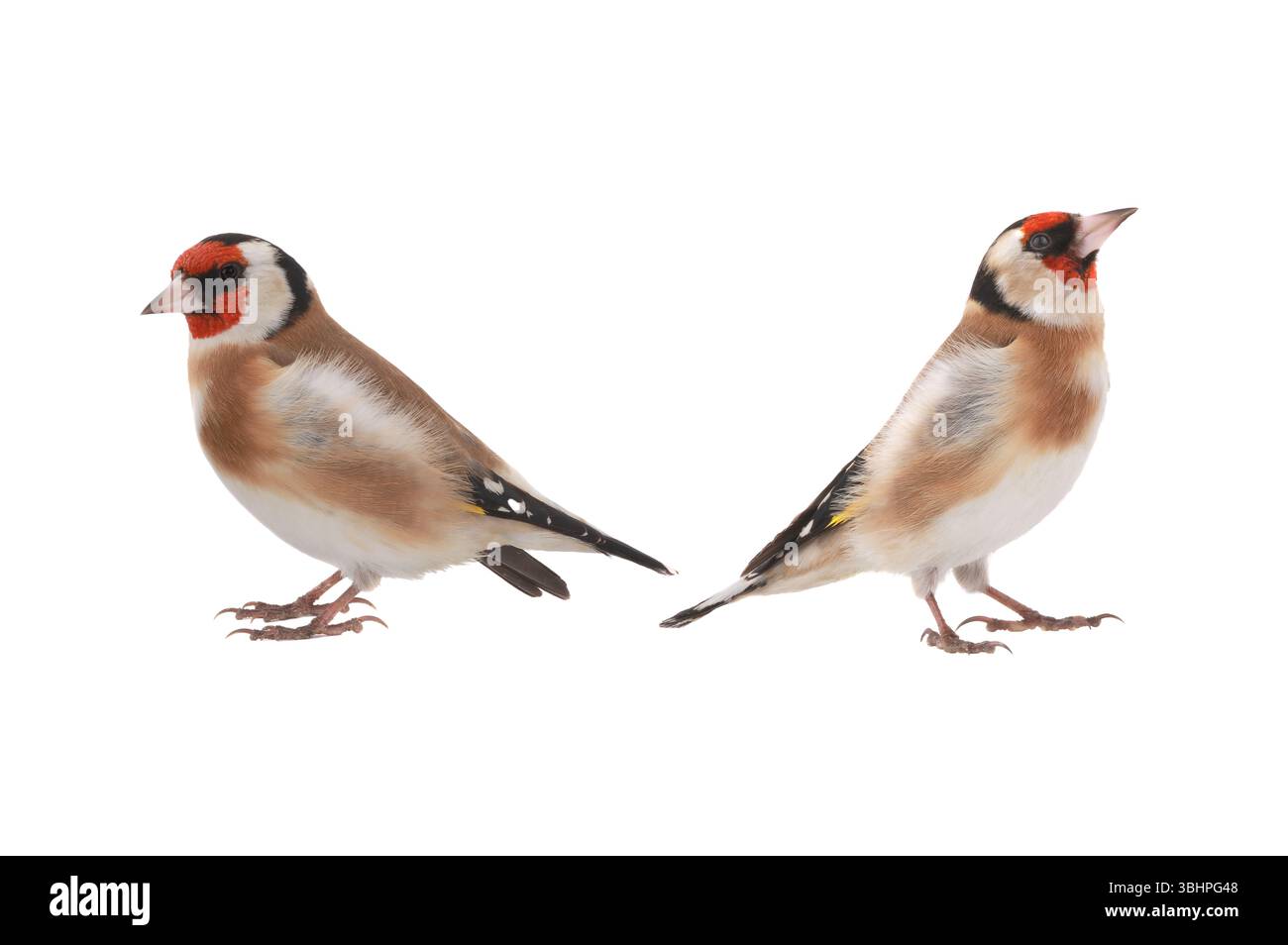 Zwei Goldfinken isoliert auf weißem Hintergrund Stockfoto