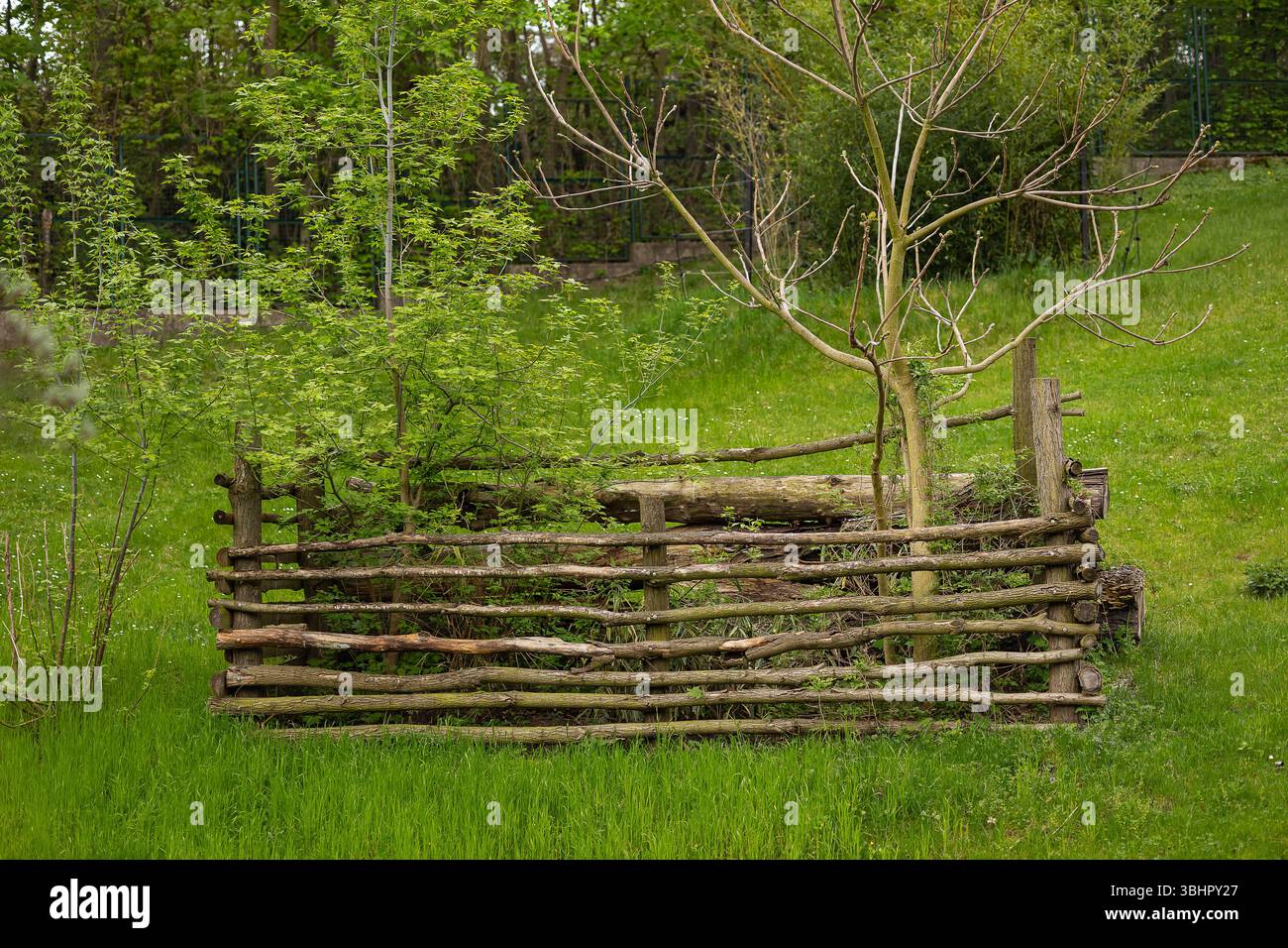 Natürlicher hölzerner Kompostbehälter mit rustikalem gewebtem Zaun und wachsenden jungen Bäumen im umweltfreundlichen Garten auf üppigem grünem Grashintergrund Stockfoto