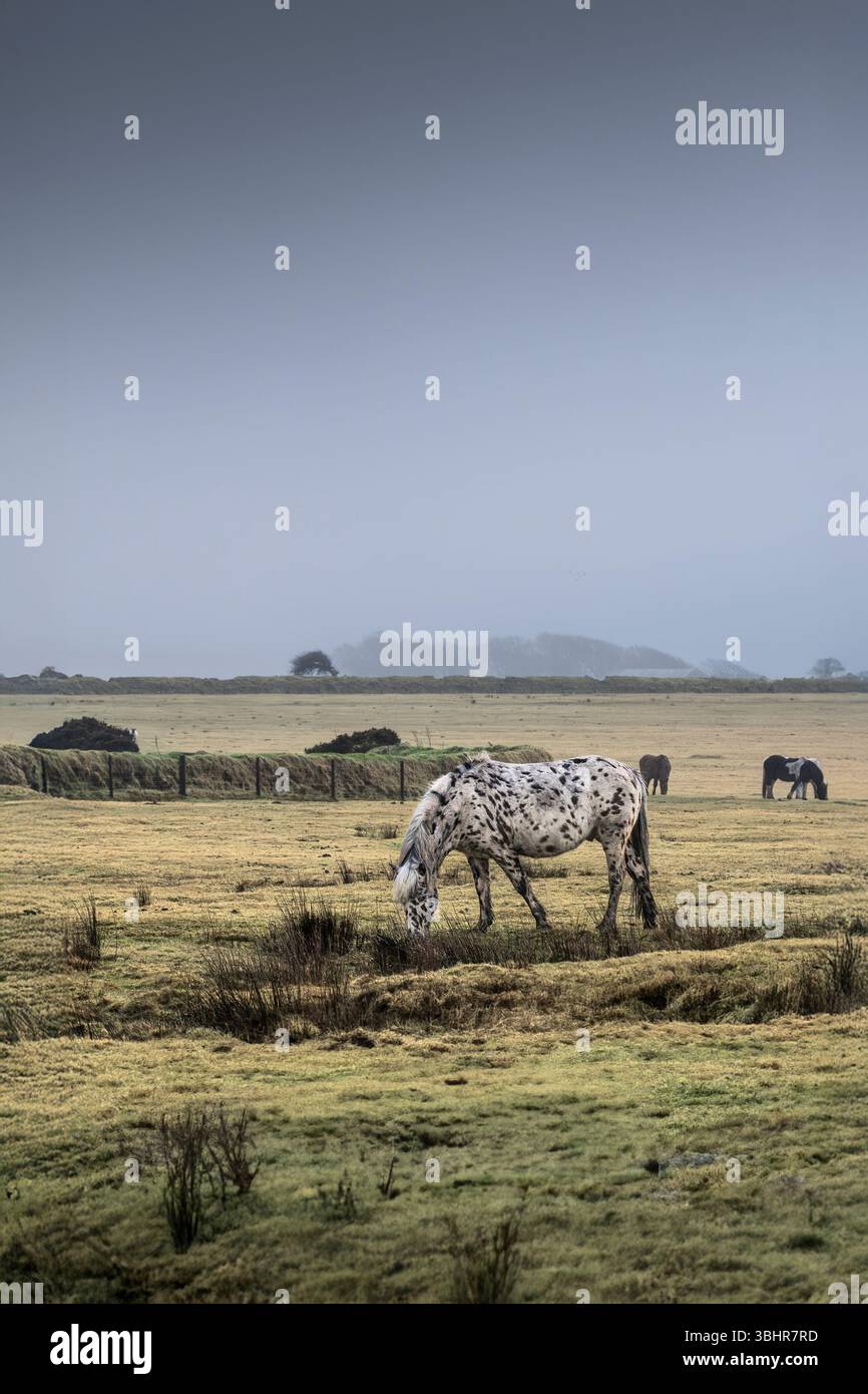 Legendäre wilde Bodmin-Ponys, die auf einem nebelig nebelig kalten Bodmin Moor in Cornwall in Großbritannien grasen. Stockfoto